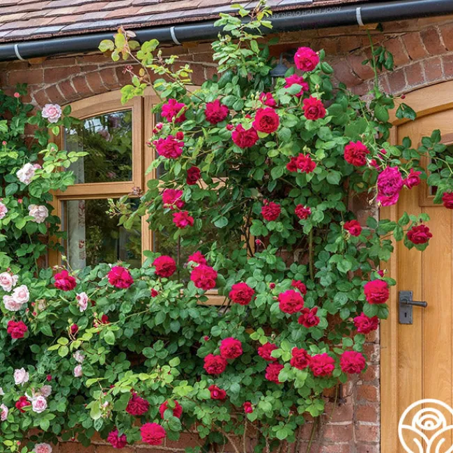 Tess of the d'Urbervilles®>Heirloom Roses Best
