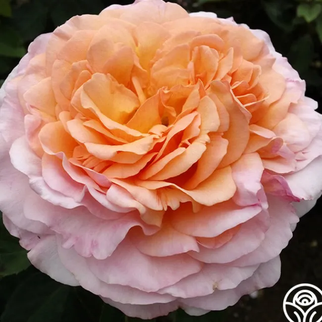50th Anniversary Clements Collection>Heirloom Roses Best