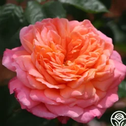 50th Anniversary Favorites Collection>Heirloom Roses Outlet