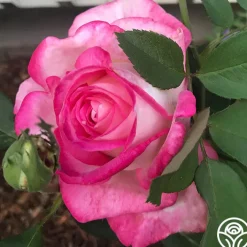 50th Anniversary Founders Collection>Heirloom Roses Clearance