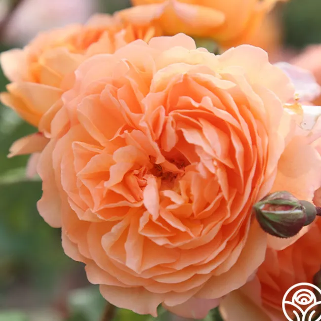 50th Anniversary Founders Collection>Heirloom Roses Clearance