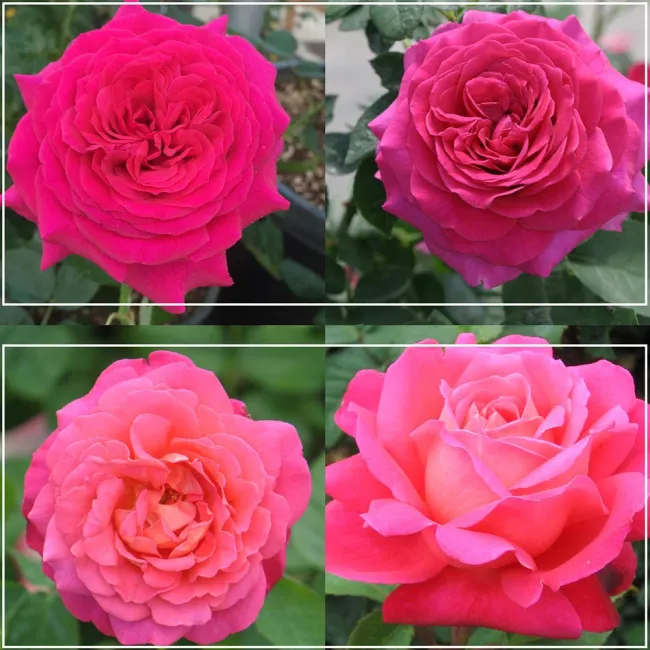 50th Anniversary Fragrant Roses Collection>Heirloom Roses Hot