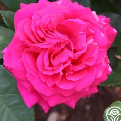 50th Anniversary Fragrant Roses Collection>Heirloom Roses Hot