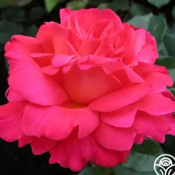 50th Anniversary Fragrant Roses Collection><noscript><img width=