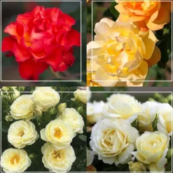 50th Anniversary Summer Collection>Heirloom Roses New