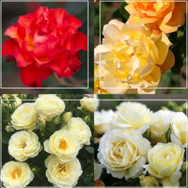 50th Anniversary Summer Collection>Heirloom Roses New
