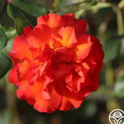 50th Anniversary Summer Collection>Heirloom Roses New