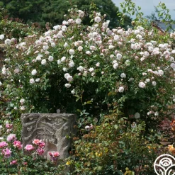 The Albrighton Rambler®><noscript><img width=