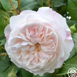 The Albrighton Rambler®><noscript><img width=