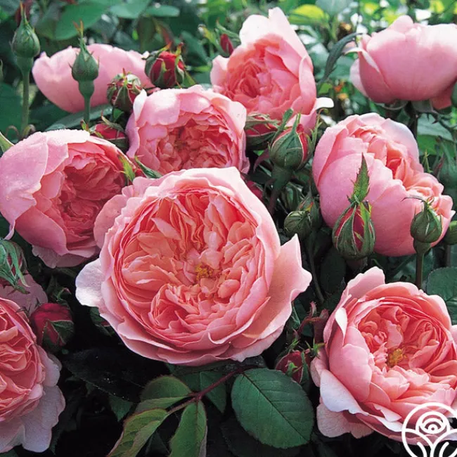 The Alnwick Rose®>Heirloom Roses Outlet