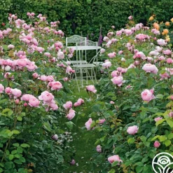 The Alnwick Rose®>Heirloom Roses Outlet