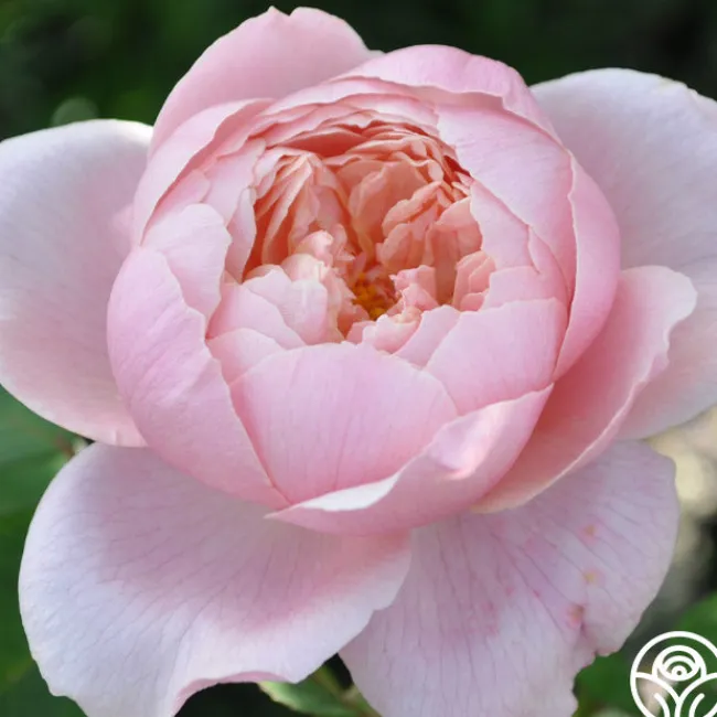 The Alnwick Rose®>Heirloom Roses Outlet