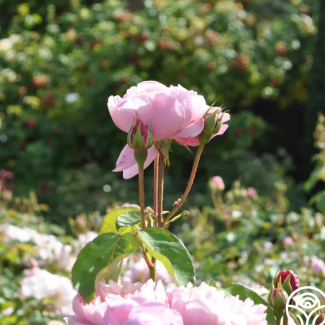 The Alnwick Rose®>Heirloom Roses Outlet