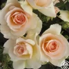 The English Lady™>Heirloom Roses Hot