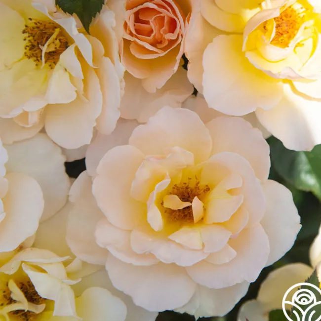The English Lady™>Heirloom Roses Hot