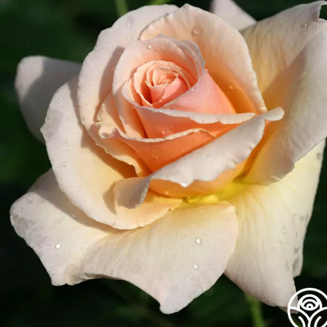 The English Lady™>Heirloom Roses Hot