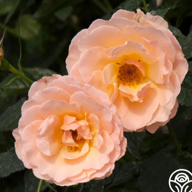 The English Lady™>Heirloom Roses Hot