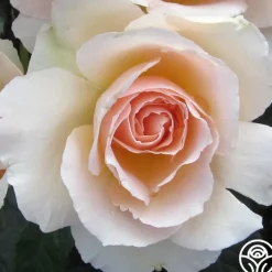 The English Lady™><noscript><img width=
