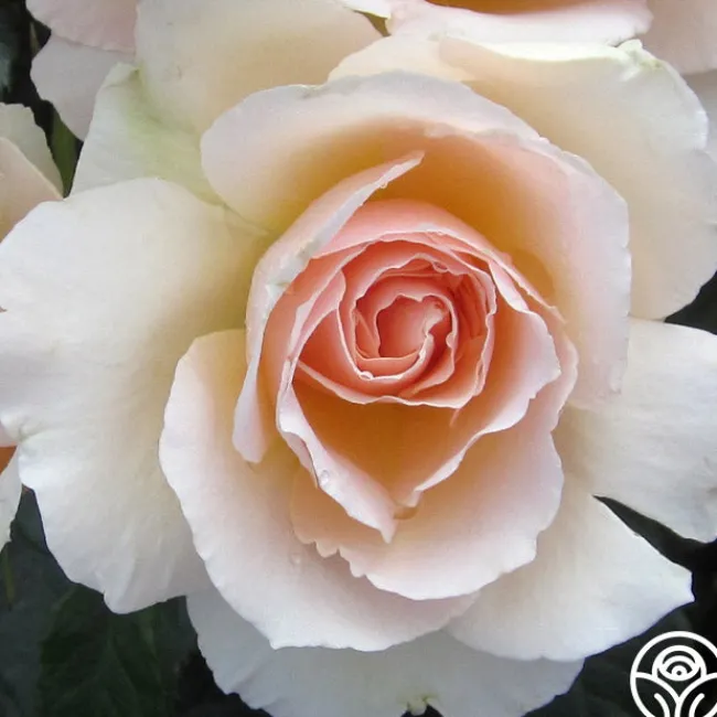 The English Lady™>Heirloom Roses Hot