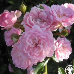 The Fairy>Heirloom Roses Hot