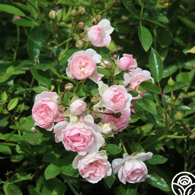 The Fairy>Heirloom Roses Hot