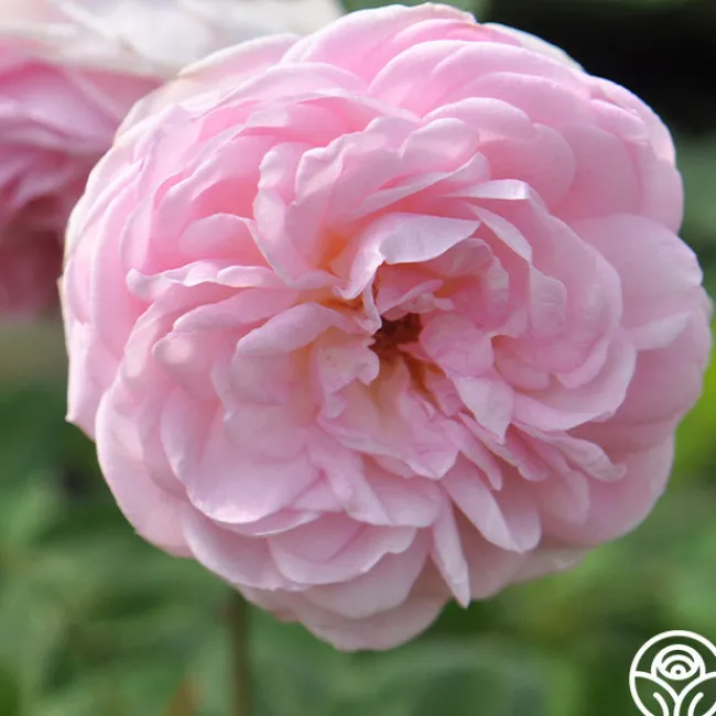 The Fairy>Heirloom Roses Hot