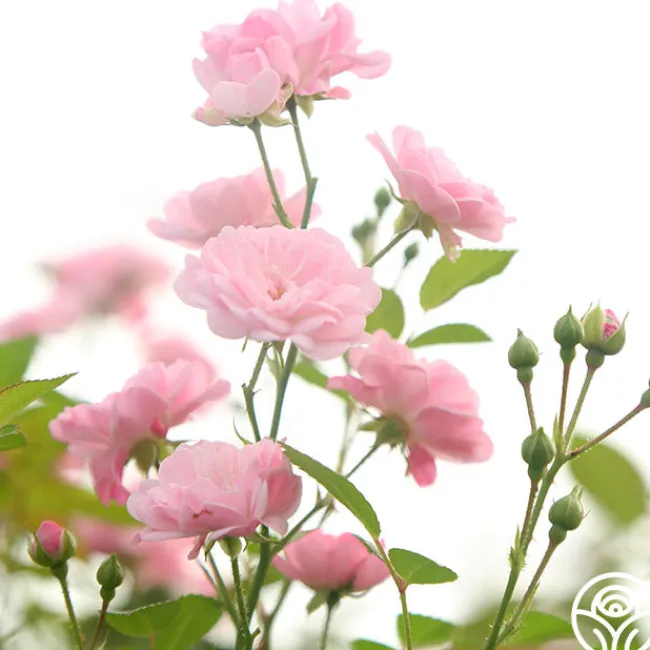 The Fairy>Heirloom Roses Hot