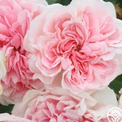 The Fawn™>Heirloom Roses Best