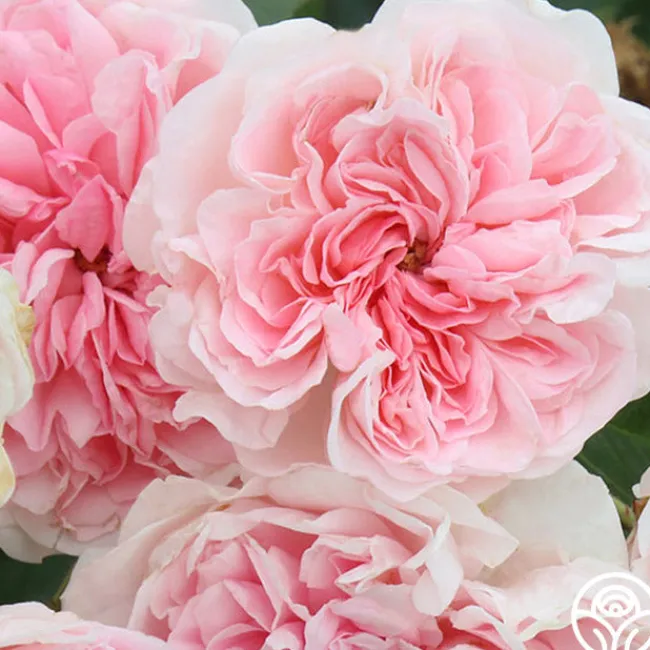 The Fawn™>Heirloom Roses Best