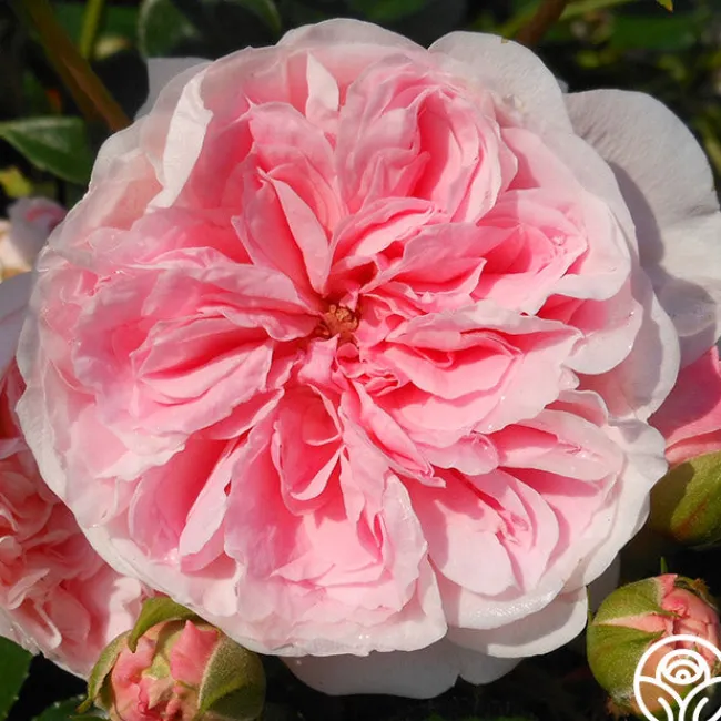 The Fawn™>Heirloom Roses Best