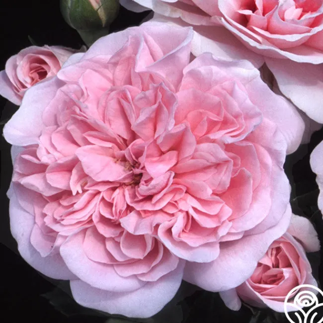 The Fawn™>Heirloom Roses Best