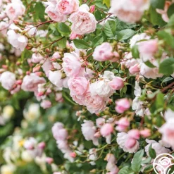 The Generous Gardener™><noscript><img width=