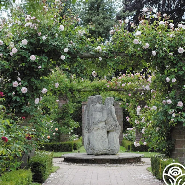 The Generous Gardener™>Heirloom Roses