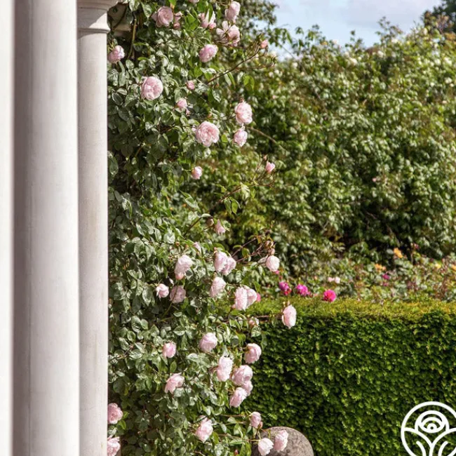 The Generous Gardener™>Heirloom Roses