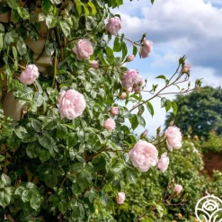 The Generous Gardener™><noscript><img width=
