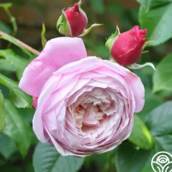 The Generous Gardener™><noscript><img width=