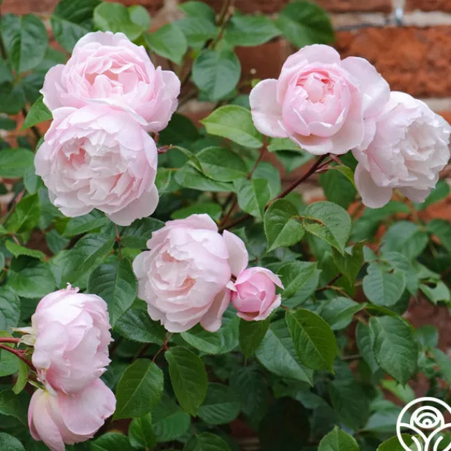 The Generous Gardener™>Heirloom Roses