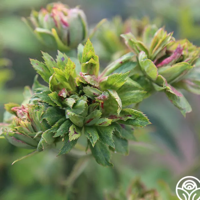 The Green Rose>Heirloom Roses