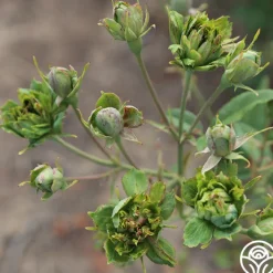 The Green Rose><noscript><img width=