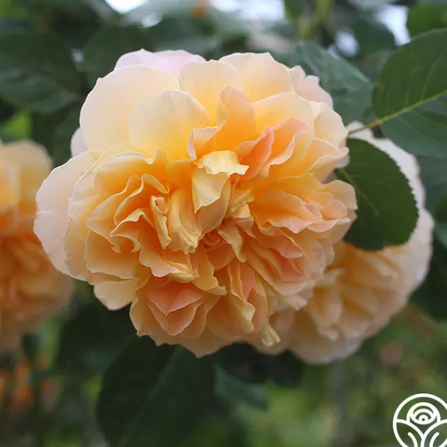 The Impressionist™>Heirloom Roses Outlet