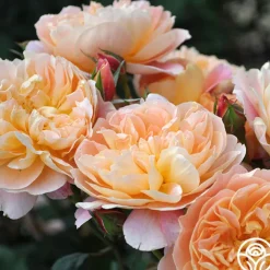 The Impressionist™>Heirloom Roses Outlet
