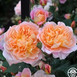 The Impressionist™><noscript><img width=