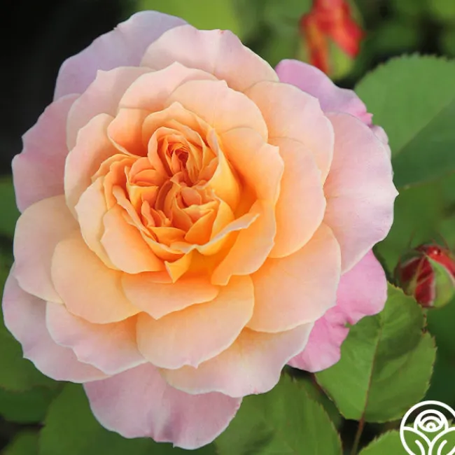 The Impressionist™>Heirloom Roses Outlet