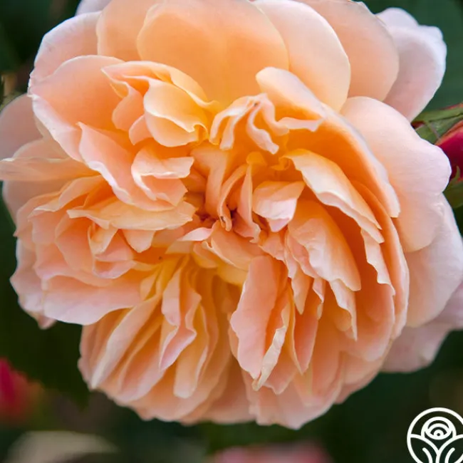 The Impressionist™>Heirloom Roses Outlet