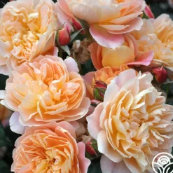 The Impressionist™><noscript><img width=