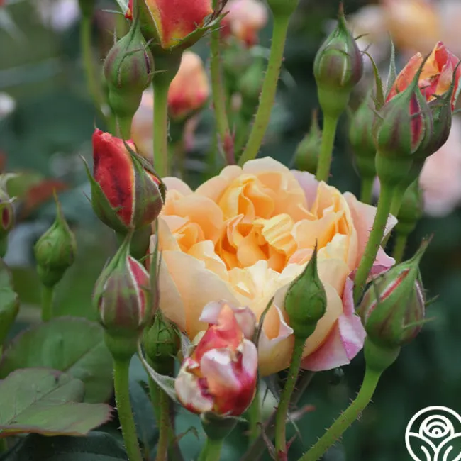 The Impressionist™>Heirloom Roses Outlet