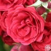 The King's Rubies™>Heirloom Roses Discount