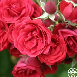 The King's Rubies™>Heirloom Roses Discount