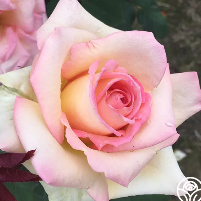 The Lady>Heirloom Roses Best