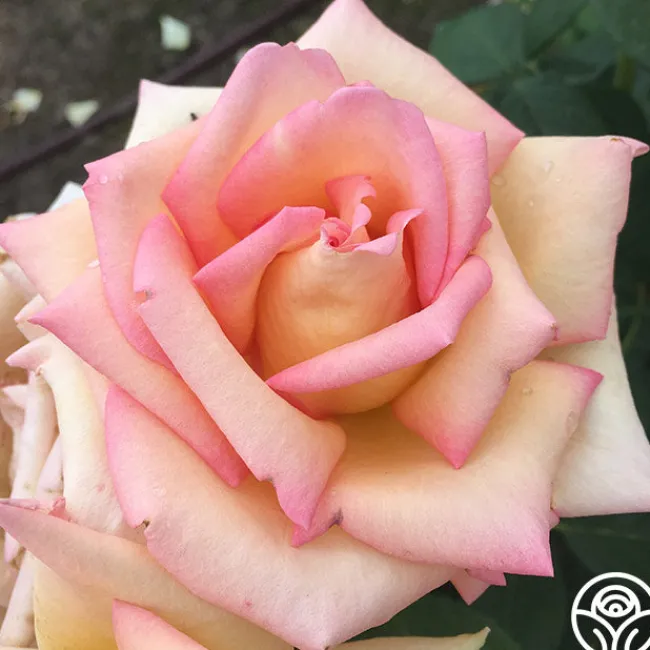 The Lady>Heirloom Roses Best